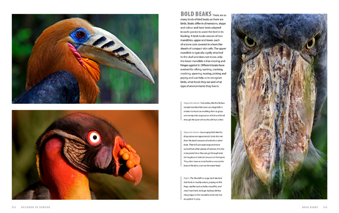amazing animals