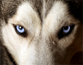 amazing animals