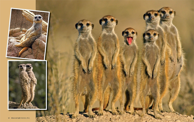 animal antics