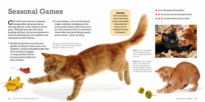 how smart is your cat