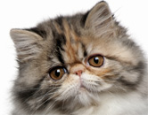 how smart is your cat