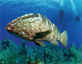 dive sites