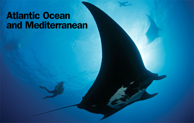 dive manta ray