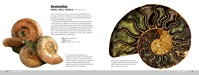 fossils