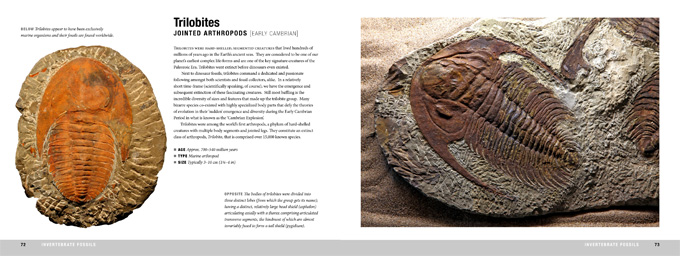 fossils