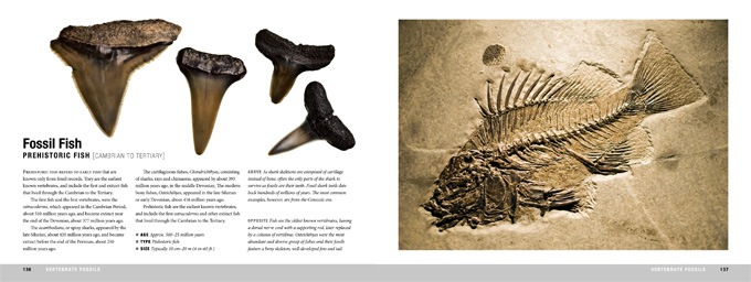 fossils