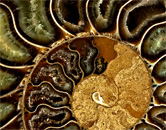 fossils