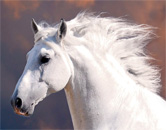 horse