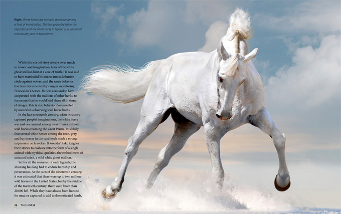 horse