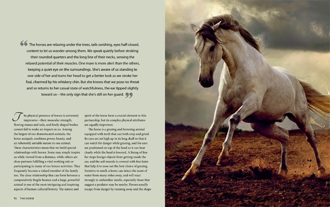 horse