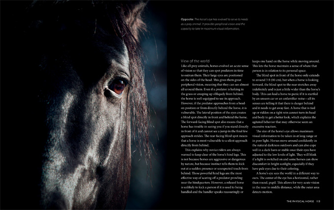horse