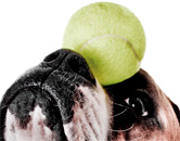 how smart is your dog