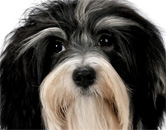 perfect dog
