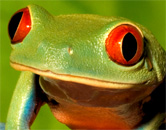 rainforest