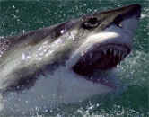 sharks